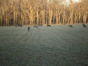 Deer grazing in Missouri Conservation Area