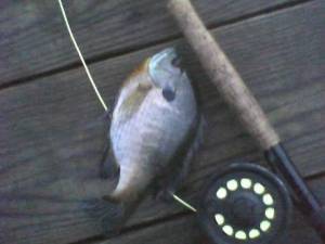 Bluegill Caught on Fly Rod