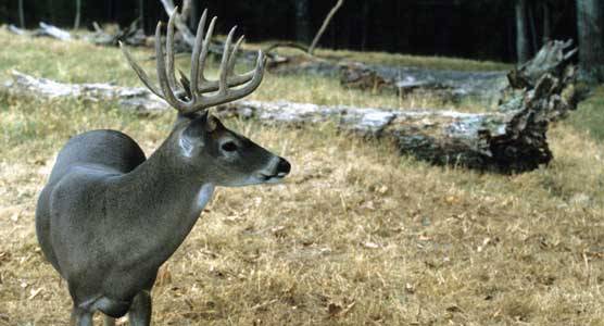 whitetail-deer